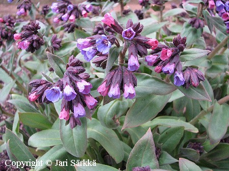  Pulmonaria mollis